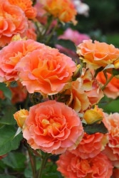 ۡġۥХ ֥饹Х  6ȭʡJ-FL10 ָ