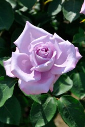 ۡġۥХ ֥롼ࡼ  6ȭʡJ-HT10 ָ