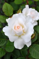 ۡġۥХ ޡåȥ  6ȭʡJ-FL10 ָ