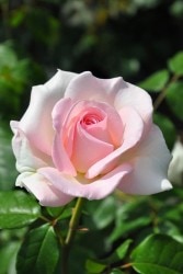 ۡġۥХ ޥǥ  6ȭʡӿ建 ϿʼϡIR-IRO3 ָ