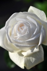 ۡġۥХ ӥ֥ޥꥨ!  6ȭʡӿ建 ϿʼϡIR-IRO3 ָ