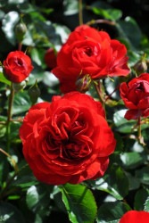 ۡġۥХ åȥܥ˥  6ȭʡӿ建 ϿʼϡIR-IRO3 ָ