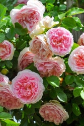 ۡġۥХ ߥޥƥ  6ȭʡӿ建 ϿʼϡIR-IRO3 ָ