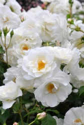 ۡġۥХ Ĥ륢С  6ȭʡJ-CL10 ָ