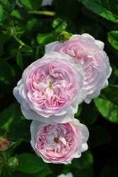 ۡġۥХ ǥ奷ɥȥ٥  6ȭʡJ-OC20 ָ