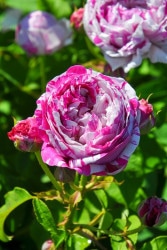 ۡġۥХ ꥨǥܥ˥ڥХꥨǥܥ˥  6ȭʡJ-OC10 ָ