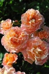 ۡġۥХ 륤  6ȭʡJ-CL10 ָ