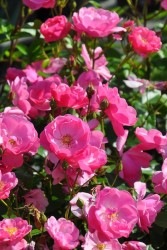 ۡġۥХ 󥸥  6ȭʡJ-CL10 ָ