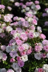 ۡġۥХ ٤ޤڱĮ  6ȭʡJ-CL15 ָ