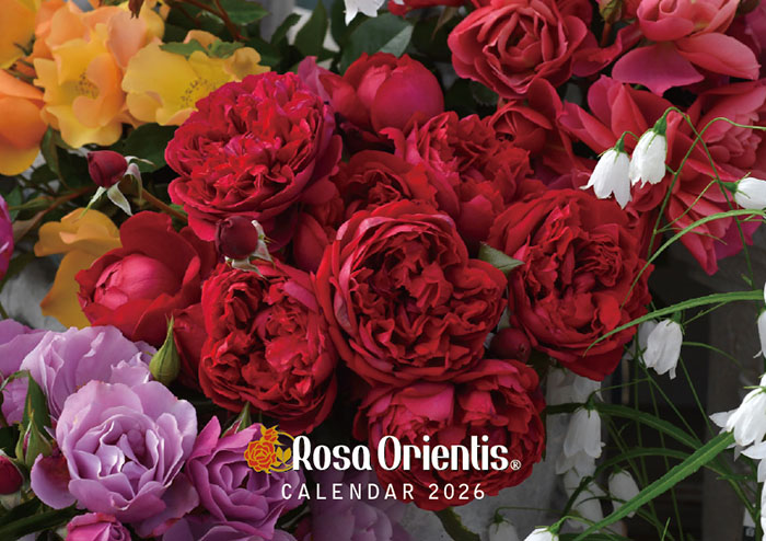 オリジナルカレンダー2026 ロサオリエンティス ☆ネコポス便にて発送