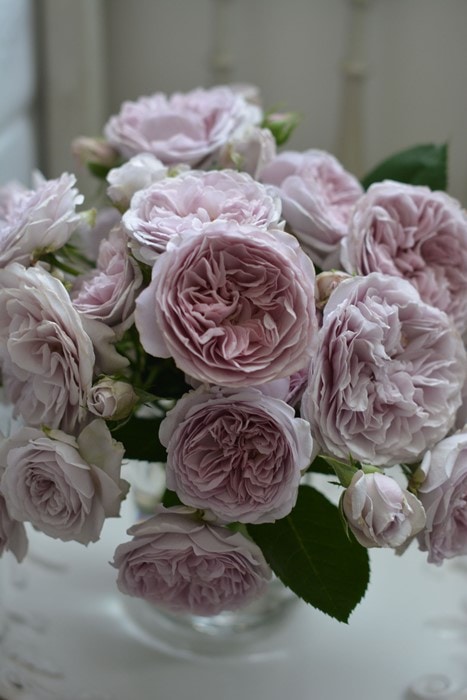 冬季大苗】バラ苗 ルソワール 国産苗 6号鉢植え品［農林水産省 品種