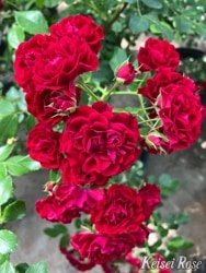 ���ߵ����ġۥХ��� ����ॾ�󥷥륨�å� ���� 6��ȭ�����ʡ����ӿ建�� �ʼ���Ͽ�д���ϡ�IR-IRO3��