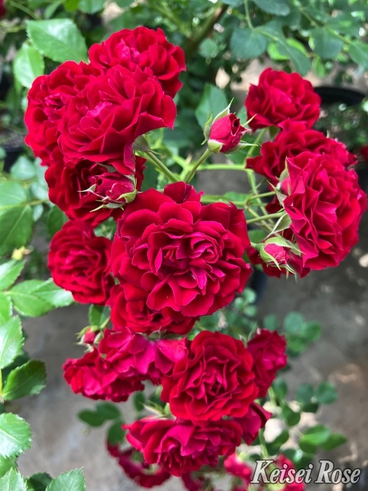 ���ߵ����ġۥХ��� ����ॾ�󥷥륨�å� ���� 6��ȭ�����ʡ����ӿ建�� �ʼ���Ͽ�д���ϡ�IR-IRO3��