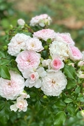 ���ߵ����ġۥХ��� �����餳 ���� 6��ȭ�����ʡη����ʼ�ϡ�JB��