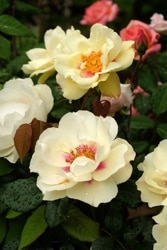 ���ߵ����ġۥХ��� ���ƥ���롼���� ���� 6��ȭ�����ʡη����ʼ�ϡ�JB��