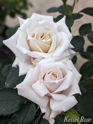 ���ߵ����ġۥХ��� ���ʤ�ڴ����� ���� 6��ȭ�����ʡ����ӿ建�� �ʼ���Ͽ�д���ϡ�J-IRM3�ա�1120�����