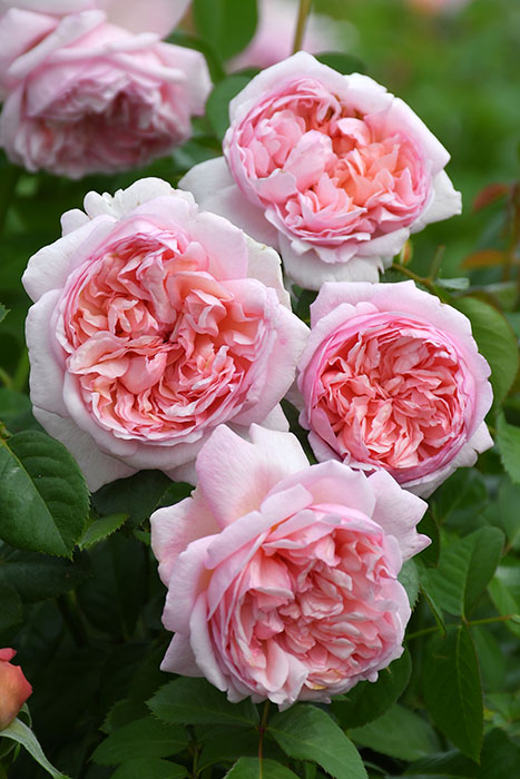 冬季大苗】バラ苗 シェーンハイト 国産苗 6号鉢植え品［農林水産省