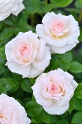 ���ߵ����ġۥХ��� �饽���������̥ƥ륨�ѥå���� ���� 6��ȭ�����ʡ�Han-DEL��