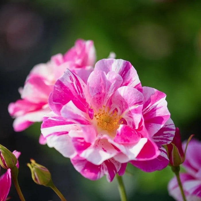 ���ߵ����ġۥХ��� �����󥰥������� ͢���� 7��ȭ�����ʡη����ʼ�ϡ�ER-S��2025�����ʼ�