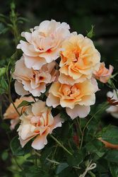 ���ߵ����ġۥХ��� �⡼�˥󥰥饤�� ���� 6��ȭ�����ʡη����ʼ�ϡ�OM-ZEK��2025�����ʼ�