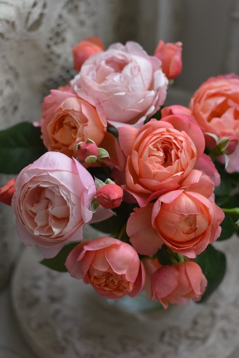 �����ġۥХ��� ����ȥ��֥ꥳ ���� 6��ȭ�����ʡ����ӿ建�� �ʼ���Ͽ�д���ϡ�Kb-RM��2025�����ʼ�