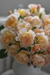 �����ġۥХ��� ��˥奨 ���� 6��ȭ�����ʡ����ӿ建�� �ʼ���Ͽ�д���ϡ�Kb-RM��2025�����ʼ�