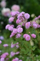 �����ġۥХ��� ���ͥӥ� ���� 6��ȭ�����ʡ����ӿ建�� �ʼ���Ͽ�д���ϡ�Kb-RM��2025�����ʼ�