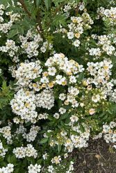 �����ġۥХ��� �˥å� ���� 6��ȭ�����ʡ����ӿ建�� �ʼ���Ͽ�д���ϡ�Kb-RM��2025�����ʼ�