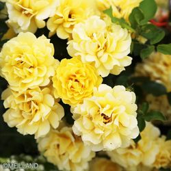 ���ߵ����ġۥХ��� ������ǥ󥹥ȥ꡼�ȥ��顼�� ���� 6��ȭ�����ʡ����ӿ建�� �ʼ���Ͽ�д���ϡ�IR-IRO3��2025�����ʼ��0109�����