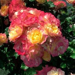 ���ߵ����ġۥХ��� ���ȥ��롼���� ���� 6��ȭ�����ʡ����ӿ建�� �ʼ���Ͽ�д���ϡ�IR-IRO3��2025�����ʼ��0109�����