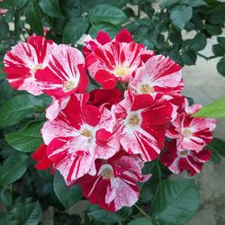 ���ߵ����ġۥХ��� ���ॵ��ӥ� ���� 6��ȭ�����ʡ����ӿ建�� �ʼ���Ͽ�д���ϡ�IR-IRO3��2025�����ʼ�