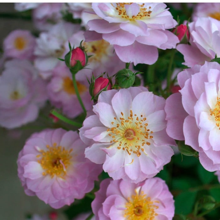 ���ߵ����ġۥХ��� �ȥ����󥯥�֥����� ���� 6��ȭ�����ʡ����ӿ建�� �ʼ���Ͽ�д���ϡ�IR-IRO3��2025�����ʼ��0109�����