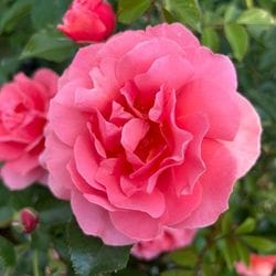 ���ߵ����ġۥХ��� ��ǥѡ���ɥ��䥻 ���� 6��ȭ�����ʡη����ʼ�ϡ�KMG-KMG��2025�����ʼ�