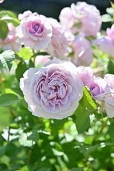 �����ġۥХ��� ��ߥ��� ���� 6��ȭ�����ʡ�Han-HS��2025�����ʼ�