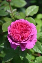 �����ġۥХ��� ����ȥ� ���� 6��ȭ�����ʡ�Han-DEL��2025�����ʼ�