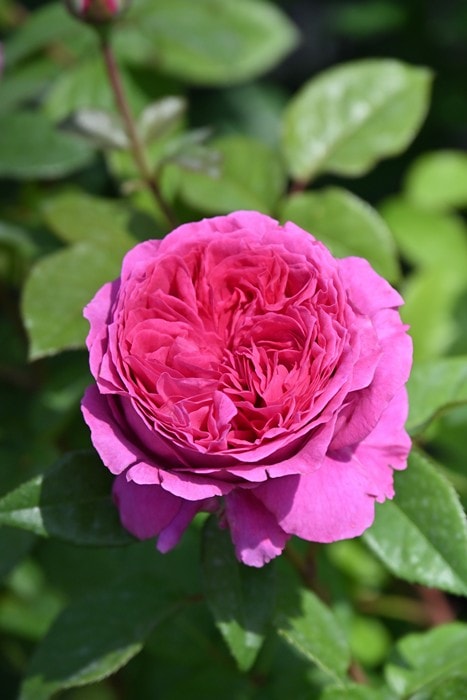 �����ġۥХ��� ����ȥ� ���� 6��ȭ�����ʡ�Han-DEL��2025�����ʼ�