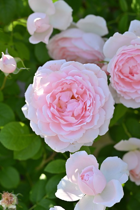 �����ġۥХ��� �٥�ɥ��ץ������� ���� 6��ȭ�����ʡ�Han-DEL��2025�����ʼ�