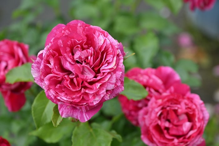 �����ġۥХ��� �٥�ȥ�꥾ ���� 6��ȭ�����ʡ�Han-DEL��2025�����ʼ�