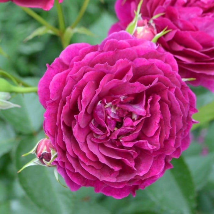 ���ߵ����ġۥХ��� �ѡ��������� ���� 6��ȭ�����ʡη����ʼ�ϡ�KMG-KMG��