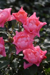 �Х��ġڿ��ġ����Ѳ��� �աڤդ������Ǥ� ���ʤǡ� ���ġ����ӿ建�� �ʼ���Ͽ�д���ϡ�J-RP��2026�տ��ʼ��0420�����