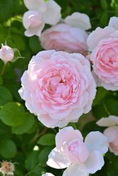 �Х��ġڿ��ġۥ٥�ɥ��ץ������� ���ġ�Han-DEL��2025�����ʼ��0413�����