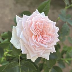 �Х��ġ�6�濷�ġۥȥ��롼���졼�� �ޤ��� ���� 6��ȭ�����ʡη����ʼ�ϡ�TB-TB��