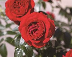 �Х��ġ�6�濷�ġۥ�åɥ���ץƥ� �ޤ��� ���� 6��ȭ�����ʡη����ʼ�ϡ�TB-TB��