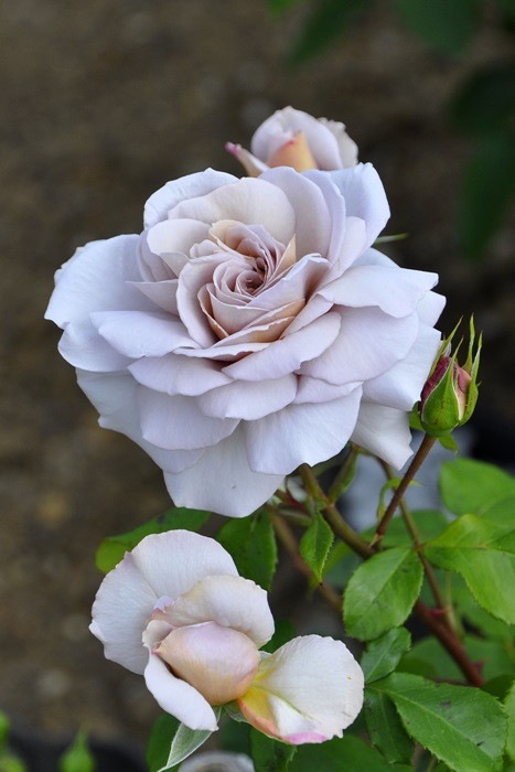 ġۥХ 쥤ѡ  6ȭʡJ-HT20