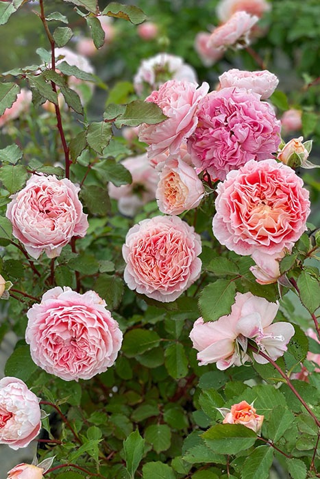 ���ߵ����ġۥХ��� �����ե����ƥ����� ���� 6��ȭ�����ʡ�OM-DM�ա�0109�����