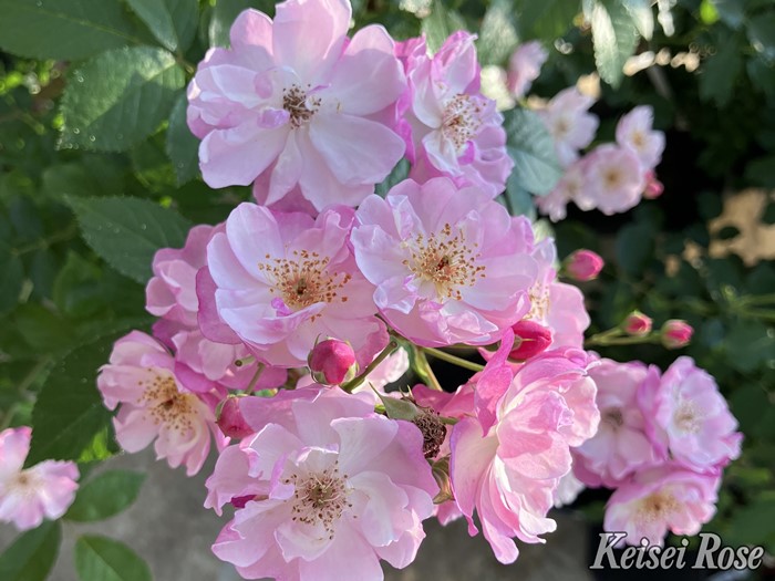 ���ߵ����ġۥХ��� ��٥�������륨�å� ���� 6��ȭ�����ʡ����ӿ建�� �ʼ���Ͽ�д���ϡ�IR-IRO3�ա�0109�����