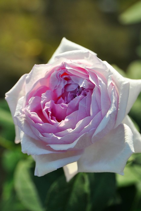 �����ġۥХ��� ��ᤫ��̴��� ���� 6��ȭ�����ʡ����ӿ建�� ��Ͽ�ʼ�ϡ�IR-IRO3��