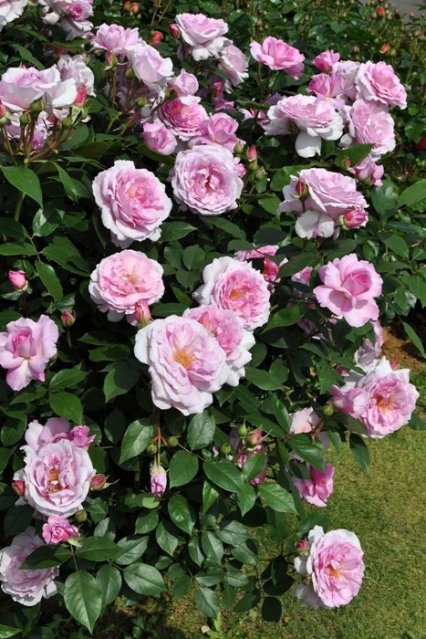 �����ġۥХ��� ��ᤫ��̴��� ���� 6��ȭ�����ʡ����ӿ建�� ��Ͽ�ʼ�ϡ�IR-IRO3��