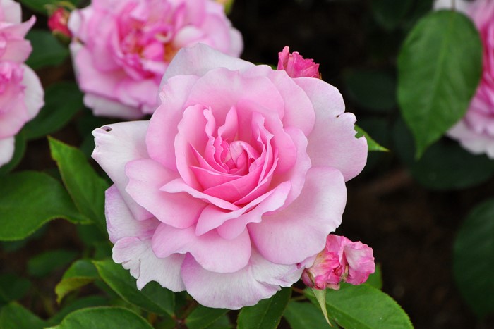 �����ġۥХ��� ��ᤫ��̴��� ���� 6��ȭ�����ʡ����ӿ建�� ��Ͽ�ʼ�ϡ�IR-IRO3��