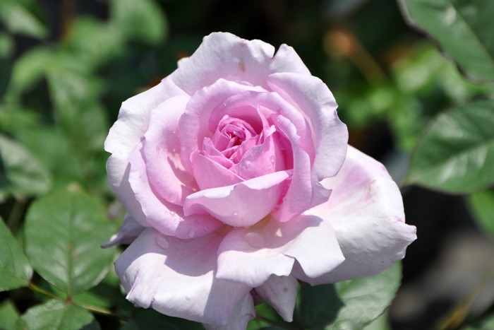 �����ġۥХ��� ��ᤫ��̴��� ���� 6��ȭ�����ʡ����ӿ建�� ��Ͽ�ʼ�ϡ�IR-IRO3��